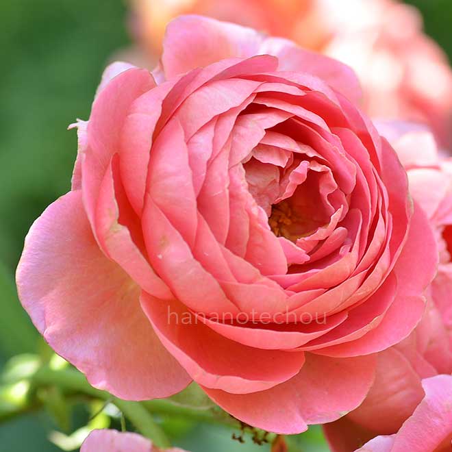 バラ アマンディーン シャネル|花の手帖の薔薇図鑑