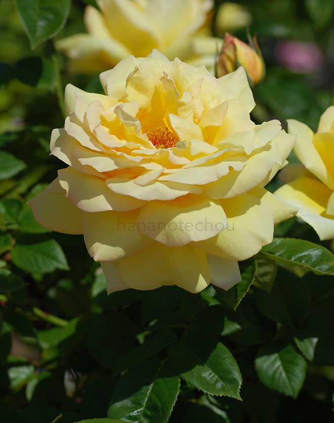 バラ 天津乙女｜花の手帖の薔薇図鑑