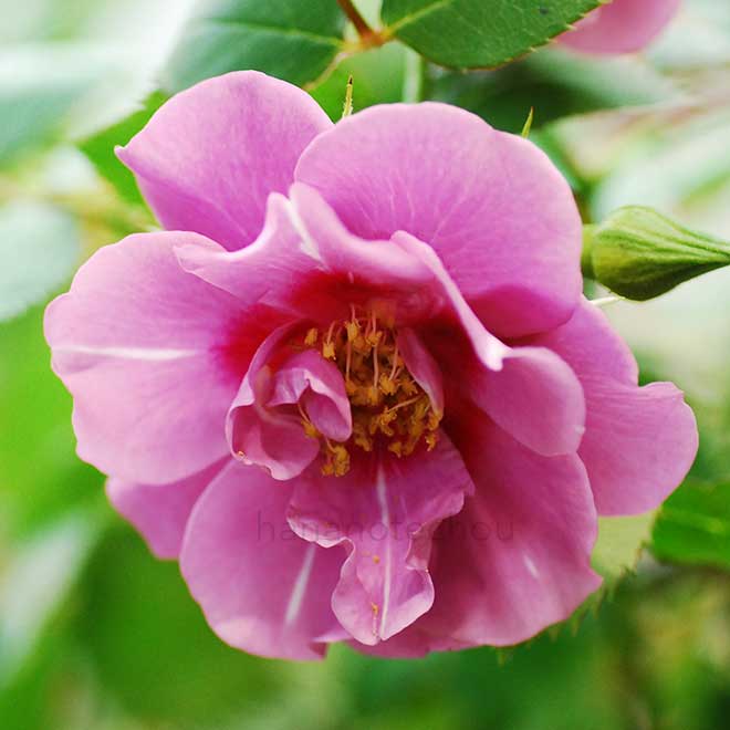 バラ アメジスト バビロン|花の手帖の薔薇図鑑