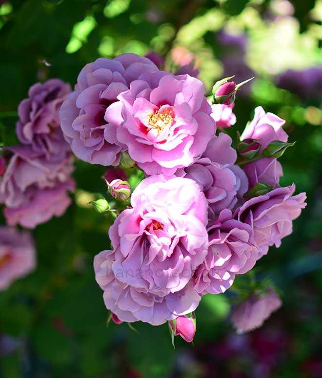 バラ アメジスト バビロン|花の手帖の薔薇図鑑