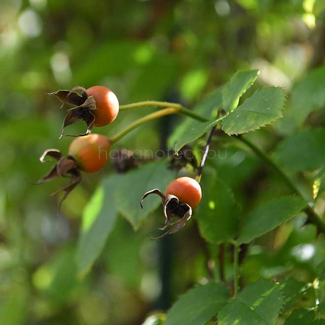 バラ アメジスト バビロン|花の手帖の薔薇図鑑