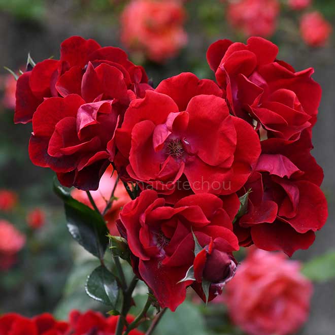 バラ アンダルシアン|花の手帖の薔薇図鑑