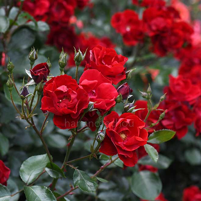 バラ アンダルシアン|花の手帖の薔薇図鑑