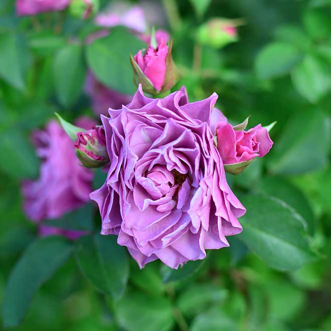 バラ ｜花の手帖の薔薇図鑑