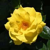 バラ アンソニー メイアン｜花の手帖の薔薇図鑑