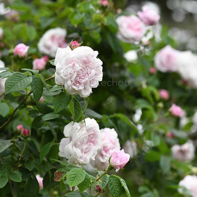 バラ アントニア ドルモア｜花の手帖の薔薇図鑑