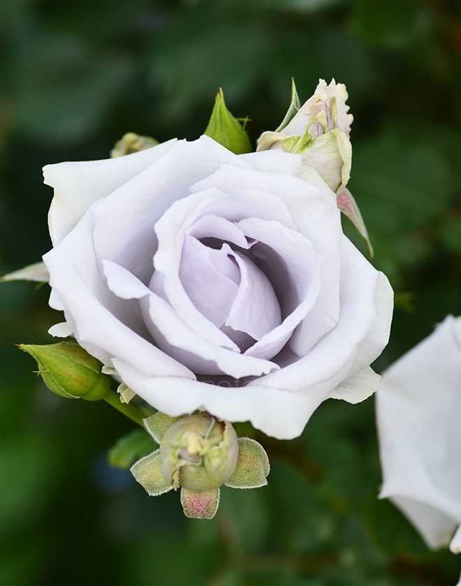 バラ ｜花の手帖の薔薇図鑑