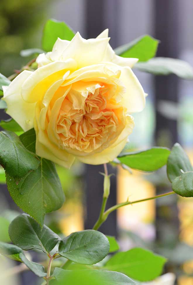 バラ アプリコット スカイ｜花の手帖の薔薇図鑑