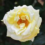 バラ アーリン フランシス|花の手帖の薔薇図鑑