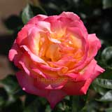 バラ 朝雲|花の手帖の薔薇図鑑