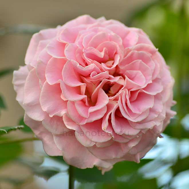 バラ アシュリー｜花の手帖の薔薇図鑑