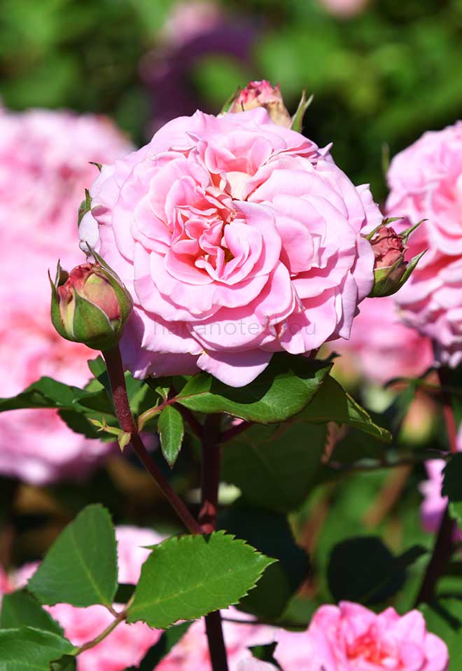 バラ アシュリー｜花の手帖の薔薇図鑑