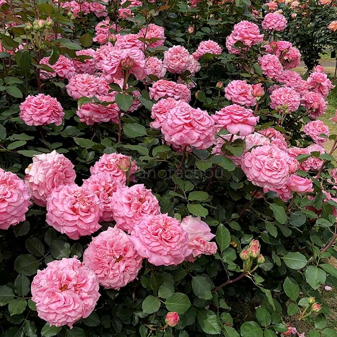 バラ アシュリー｜花の手帖の薔薇図鑑