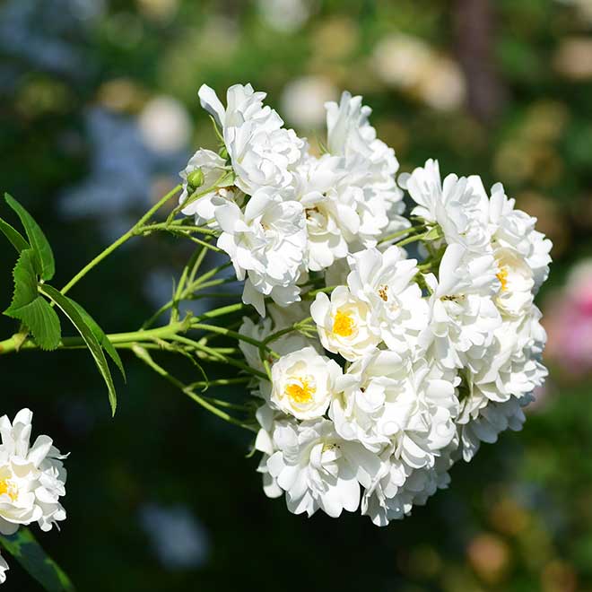 バラ アストラ デズモンド|花の手帖の薔薇図鑑