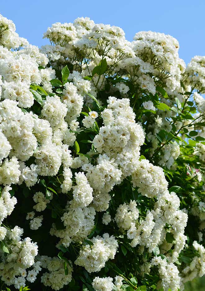 バラ アストラ デズモンド|花の手帖の薔薇図鑑