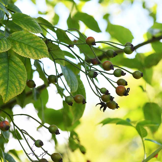 バラ アストラ デズモンド|花の手帖の薔薇図鑑