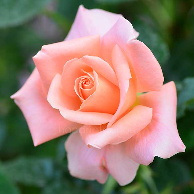 バラ Atlantic Star｜花の手帖の薔薇図鑑