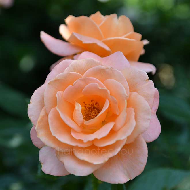 バラ Atlantic Star｜花の手帖の薔薇図鑑