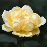 バラ ｜花の手帖の薔薇図鑑