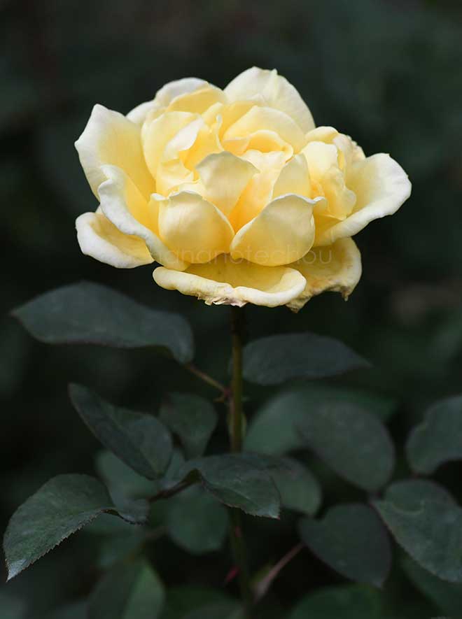 バラ エクリプス|花の手帖の薔薇図鑑