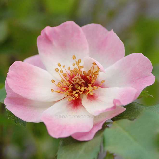 バラ エリドゥ バビロン|花の手帖の薔薇図鑑