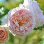 バラ エブリン｜花の手帖の薔薇図鑑
