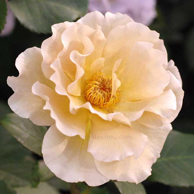 バラ エバンタイユ ドール|花の手帖の薔薇図鑑