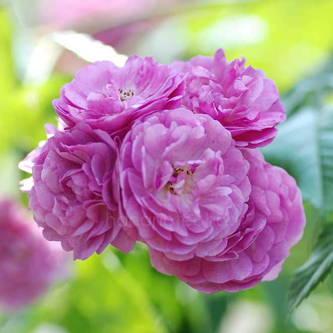 バラ エクセレンツ フォン シューベルト|花の手帖の薔薇図鑑