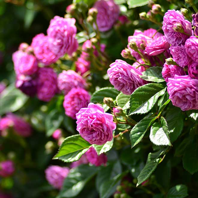 バラ エクセレンツ フォン シューベルト|花の手帖の薔薇図鑑