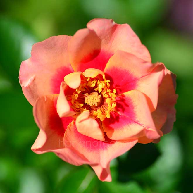 バラ アイコニック ハニー レモネード｜花の手帖の薔薇図鑑