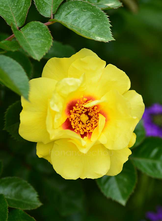 バラ アイコニック レモネード｜花の手帖の薔薇図鑑