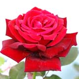 バラ アシェンダ｜花の手帖の薔薇図鑑