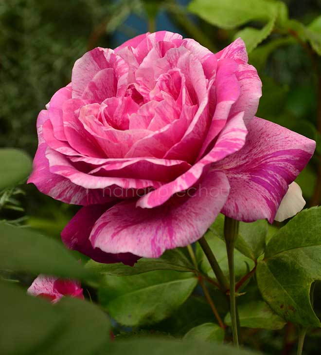 バラ アンリ マチス｜花の手帖の薔薇図鑑