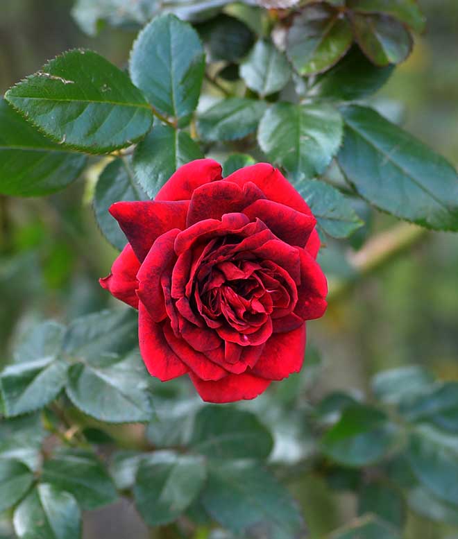 バラ オマージュ ア バルバラ|花の手帖の薔薇図鑑