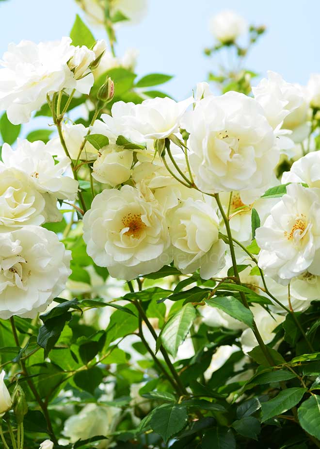 バラ つる アイスバーグ｜花の手帖の薔薇図鑑