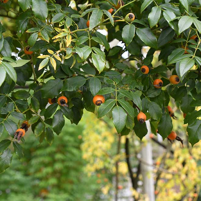 バラ つる アイスバーグ｜花の手帖の薔薇図鑑