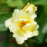 バラ 一葉｜花の手帖の薔薇図鑑