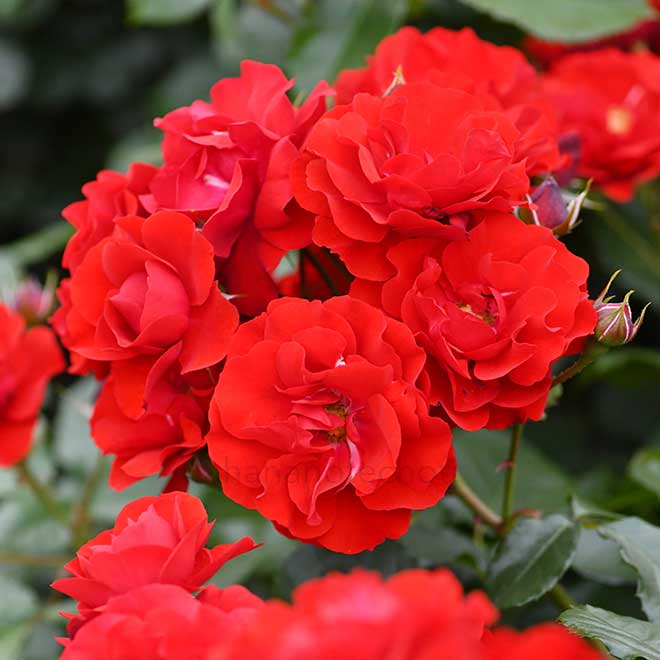 バラ イングリッド ウェイブル｜花の手帖の薔薇図鑑