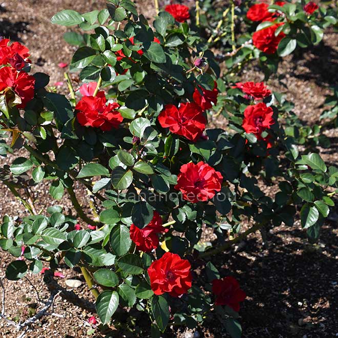 バラ イングリッド ウェイブル｜花の手帖の薔薇図鑑