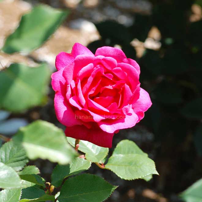 バラ インゼル マイナウ|花の手帖の薔薇図鑑