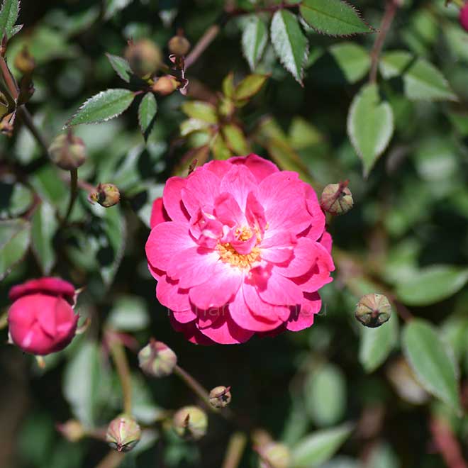 バラ オーキントンルビー｜花の手帖の薔薇図鑑