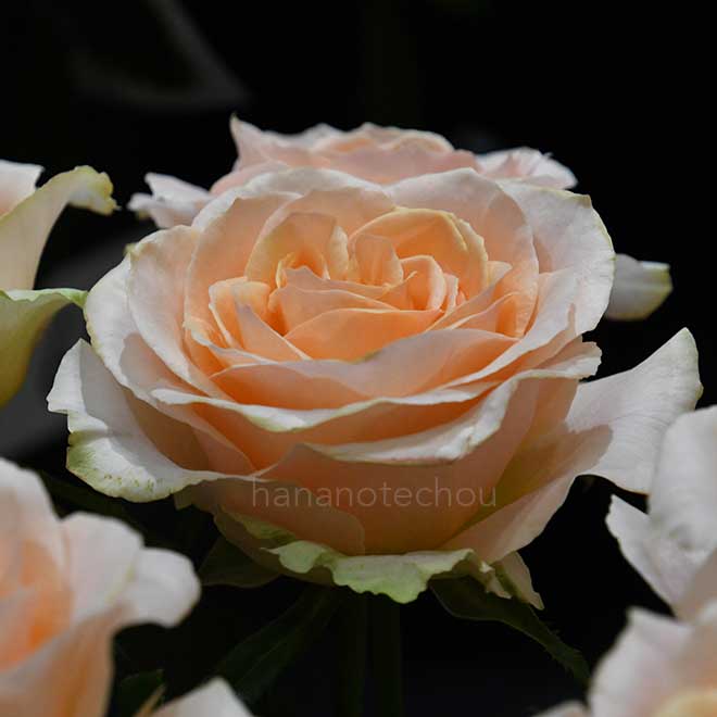 バラ オークランド｜花の手帖の薔薇図鑑