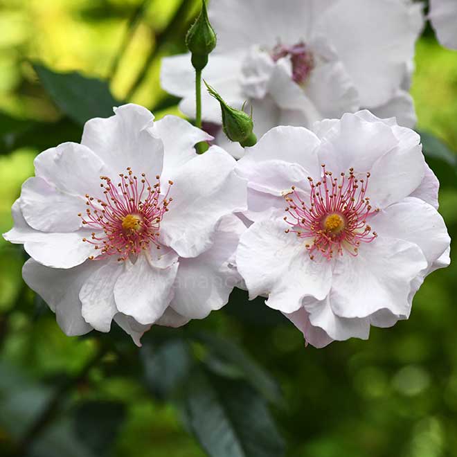 バラ オデッセイ|花の手帖の薔薇図鑑