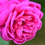 バラ オールド ポート｜花の手帖の薔薇図鑑