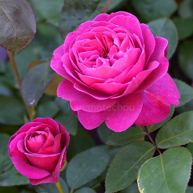 バラ オールド ポート|花の手帖の薔薇図鑑