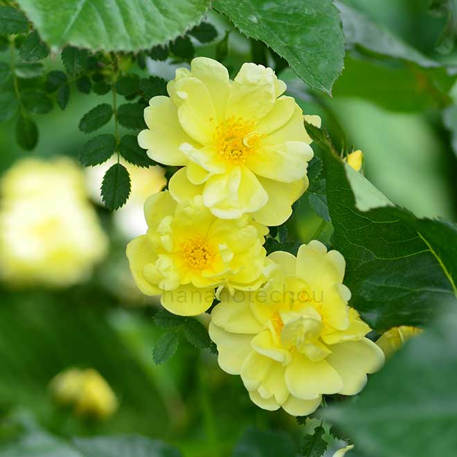 バラ オールド イエロー スコッチ|花の手帖の薔薇図鑑