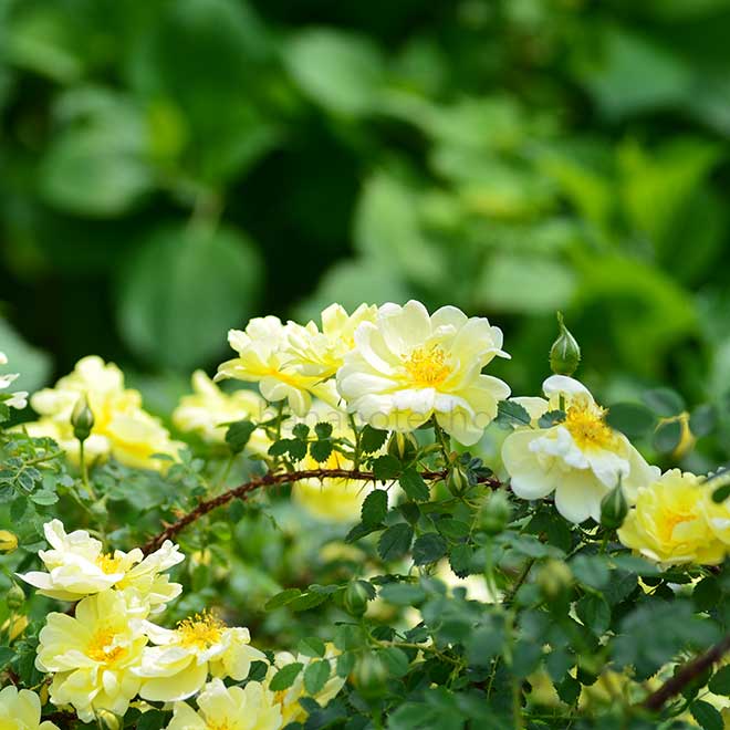 バラ オールド イエロー スコッチ|花の手帖の薔薇図鑑