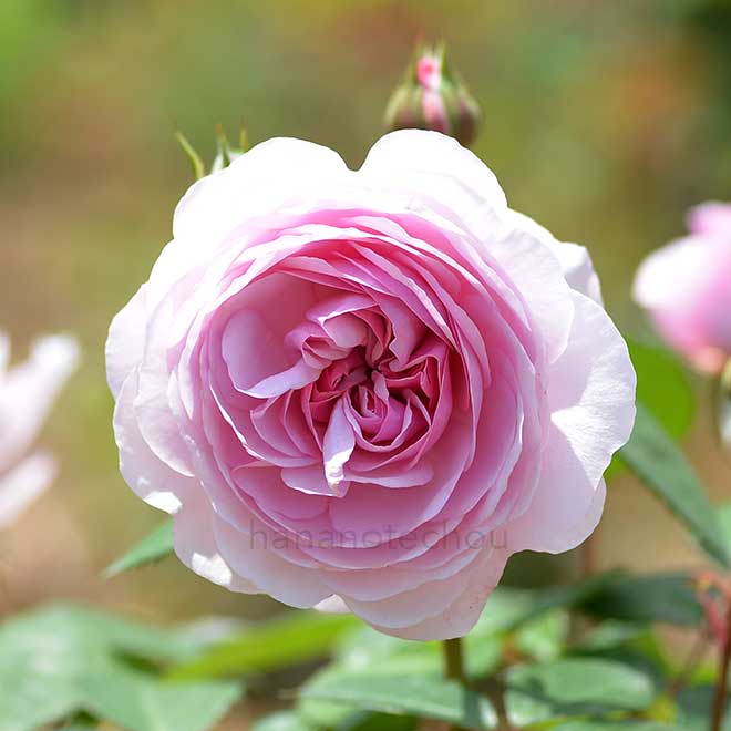 バラ オリビア ローズ オースチン｜花の手帖の薔薇図鑑
