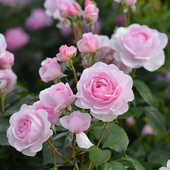 バラ オリビア ローズ オースチン｜花の手帖の薔薇図鑑
