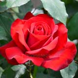 バラ オリンピアード|花の手帖の薔薇図鑑